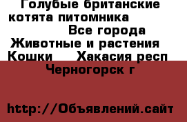 Голубые британские котята питомника Silvery Snow. - Все города Животные и растения » Кошки   . Хакасия респ.,Черногорск г.